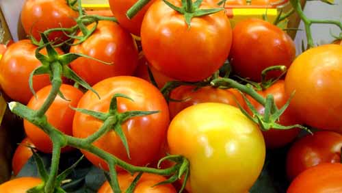 stalk-tomatoes